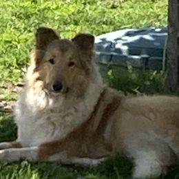 Raven - Collie