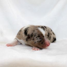 Dallas - Blue merle female Miniature Australian Shepherd puppy in Foxworth, Mississippi from Ten Mile Aussies