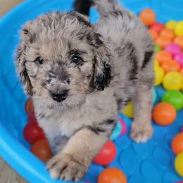 Esther - Merle female Saint Berdoodle puppy in Battle Ground, Washington from Mad Hatter Farms Saint Berdoodles