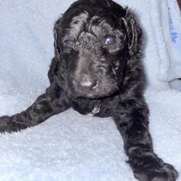 Clyde - Silver male Poodle puppy in Meadowbrook, California from Standard Poodle Pups