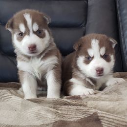 Pugs and Siberian Huskies from Happy Pugs & Huskies