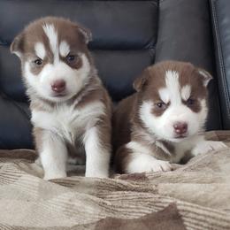 Pugs and Siberian Huskies from Happy Pugs & Huskies