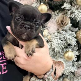 Violet - Liver female French Bulldog puppy in Delhi, Louisiana from 4T Ranch