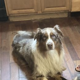 Tucker  - Australian Shepherd