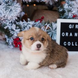 Cardigan Welsh Corgi and Pembroke Welsh Corgi Puppies from Corgi 4 Christ