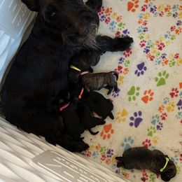 Scottish Terrier Puppies from Jaleh Armstrong