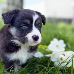 Baby girl 1 - Black tri female Toy Australian Shepherd puppy in Nickelsville, Virginia from Pecan Creek