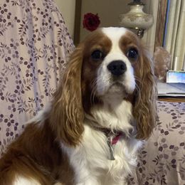Cavalier King Charles Spaniels from Dorcas Hooks