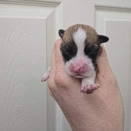 Boy 5 - Fawn male Pembroke Welsh Corgi puppy in Reno, Nevada from PBJ Corgis