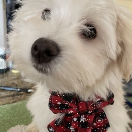 Havanese from Havanese Fly
