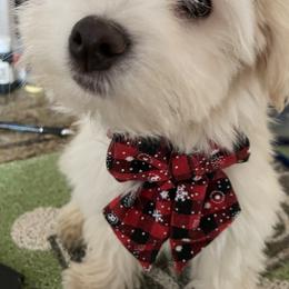 Havanese from Havanese Fly