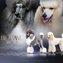 Poodle puppies from Beltane Standard Poodles