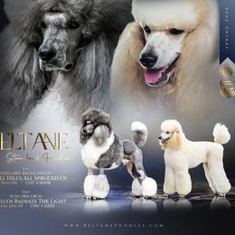 Poodle puppies from Beltane Standard Poodles