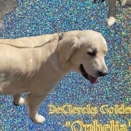 Ivy - Golden Retriever