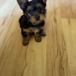 Yorkshire Terrier Puppies from The Yorkie House