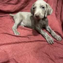 Weimaraner Puppies from Desert skyes weims