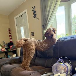 Brody - Poodle