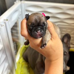 Willow - Fawn female French Bulldog puppy in Pittsburgh, Pennsylvania from Muddy Creek Frenchies