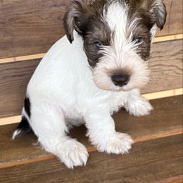 Boy 6 - Parti male Miniature Schnauzer puppy in Dunlap, Tennessee from Beards of Glory