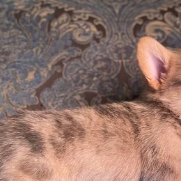 American Corgis, German Shepherds, and Pembroke Welsh Corgis from Four Leaf Farm- Vom Vierblättriges Bauernhof
