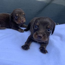 Dachshund Puppies from L & A Dachshunds