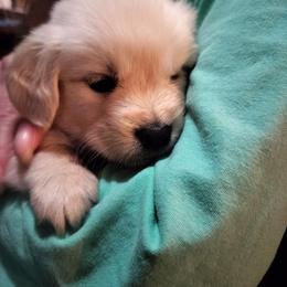 Blue - Light golden male Golden Retriever puppy in Madison, Ohio from Heckmans English Cream Golden Retrievers
