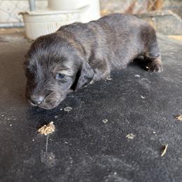Bellwether - Brindle female Dachshund puppy in Pearce, Arizona from Katy West Weenies