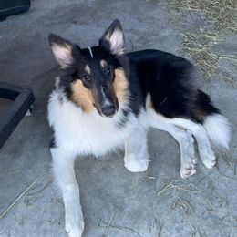 San - Black white and tan female Collie puppy in Bamberg, South Carolina from Shakhor Ohr Collies and Pomeranians