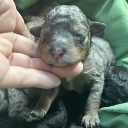 Mookie - Merle female Goldendoodle puppy in Jackson, Michigan from Surrey Lane Doodles