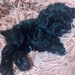 Stella (purple) placed into program - Black female Miniature Schnauzer puppy in Ravensdale, Washington from Serenity Schnauzers