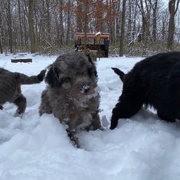 Hickory - Merle female Goldendoodle puppy in Eaton, Ohio from Dezi’s Sonshine Doodles