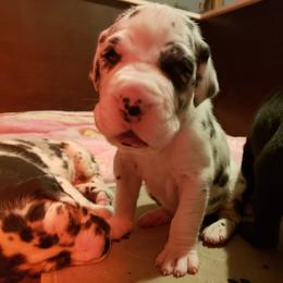 Great Dane Puppies from Gentle Giants of Tennessee Great Danes