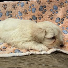 Hunter (orange collar) - White male Miniature Schnauzer puppy in Lockney, West Virginia from S&T Kennels