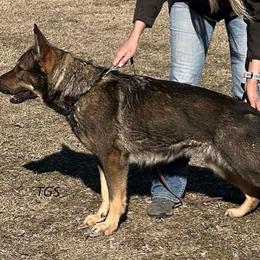 Mania - Sable female German Shepherd puppy in San Jose, California from Zwinger vom Donau-Ries