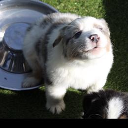 Australian Shepherd Puppies from Storm and Sage Australian Shepherds