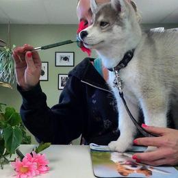Siberian Husky Puppies from Collusion Siberian’s
