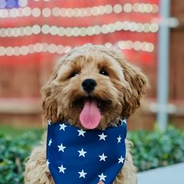 Cockapoos and Goldendoodles from Southern Belle Doodles
