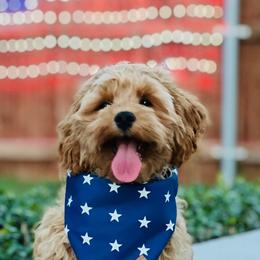 Cockapoos and Goldendoodles from Southern Belle Doodles