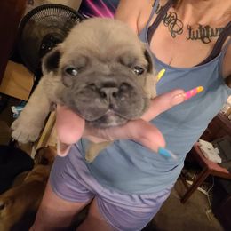 French Bulldog Puppies from 4 Leaf Frenchies