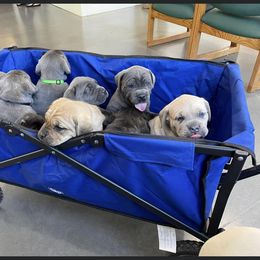 Cane Corso Puppies from Mathis Lake Cane Corso