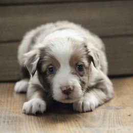 Miniature Australian Shepherd Puppies from Fisher Farm