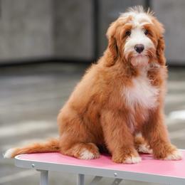 Tex - Red male Bernedoodle puppy in Dundee, Ohio from Down Home Doodle