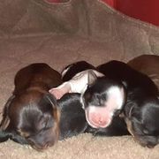 Shih Tzus and Shorkies from Rolling Meadows Shih tzus