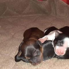 Shih Tzus and Shorkies from Rolling Meadows Shih tzus