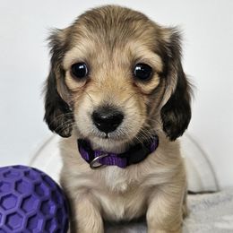 Purple Girl 'Whiskey' - Cream female Dachshund puppy in Parkersburg, West Virginia from Bourbon Barrel Ridge Doxies