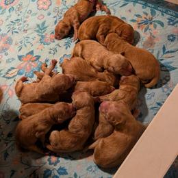 Boy 1 - Golden male Golden Retriever puppy in Rockaway Beach, Oregon from Beach Town Bullies/Sky High Golden Retrievers