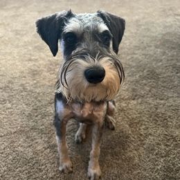 Miniature Schnauzers from Liv’s Schnauzers