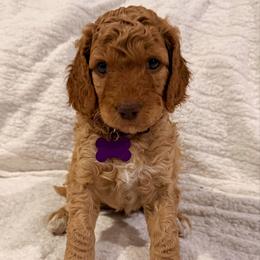 Tinsel - Apricot female Goldendoodle puppy in Howard City, Michigan from Doodles and Chaos