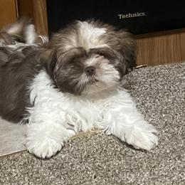 Shih Tzus from Precious Lil Tzus