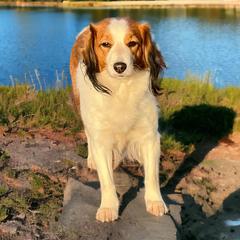 Lucia - Nederlandse Kooikerhondje